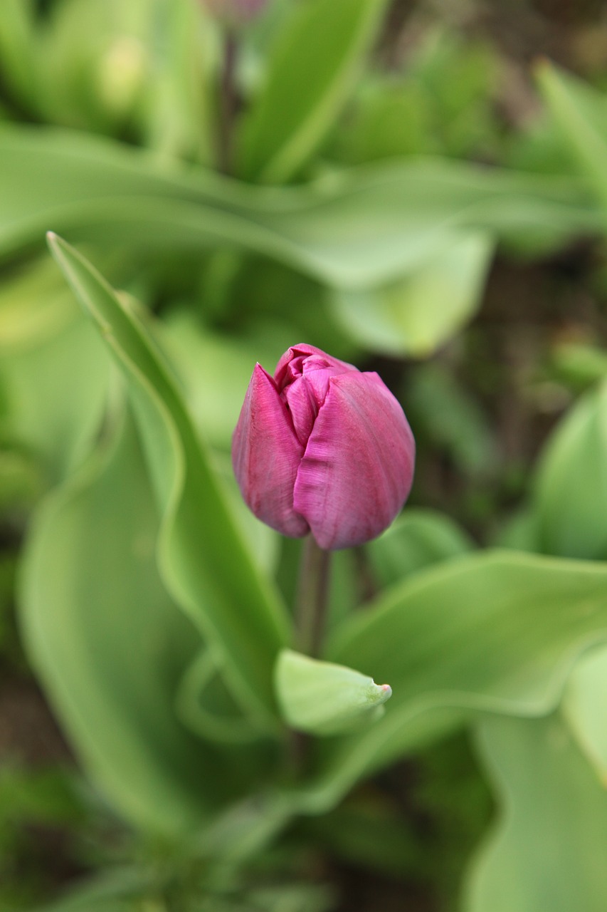 tulip, garden, spring-5009292.jpg